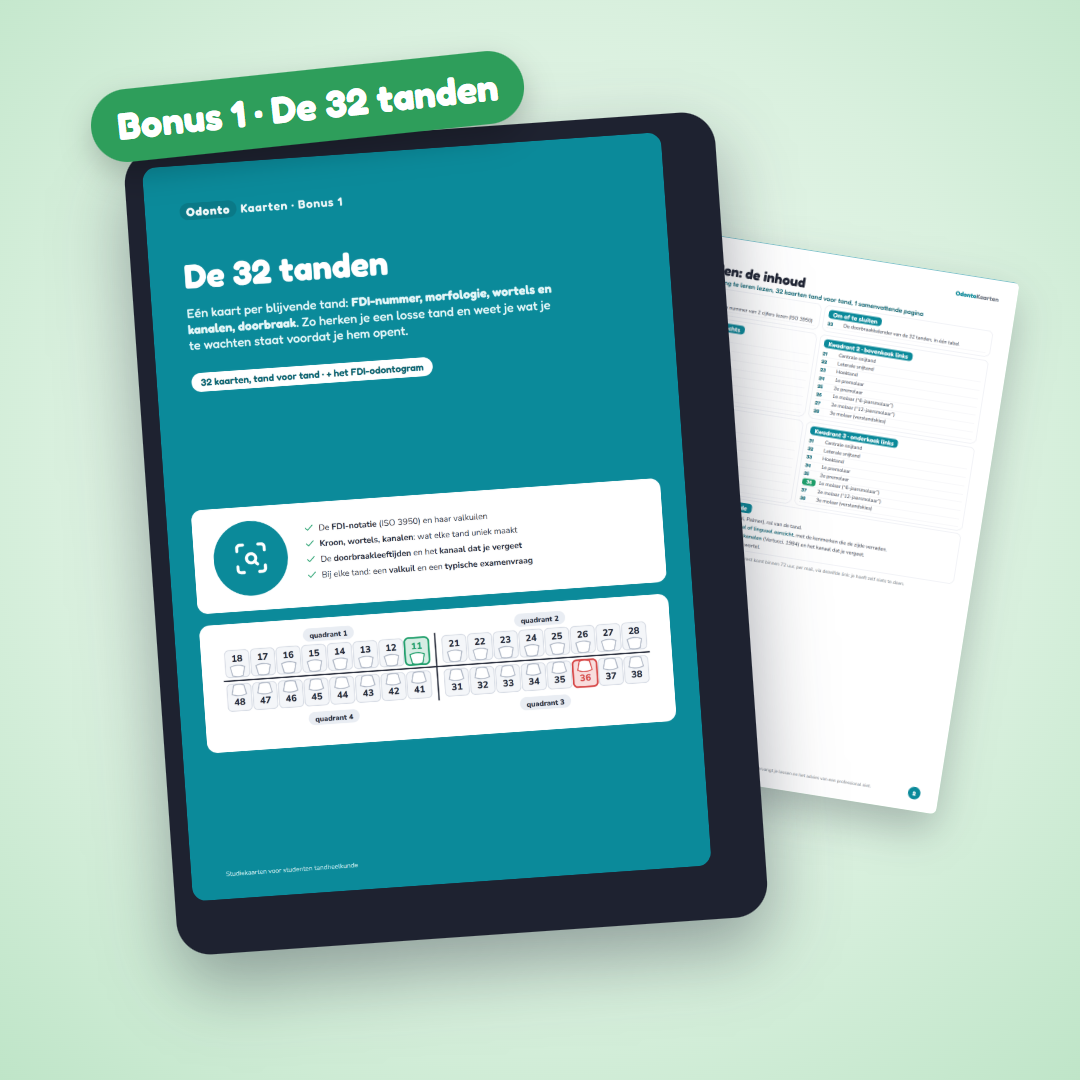Bonus De 32 tanden